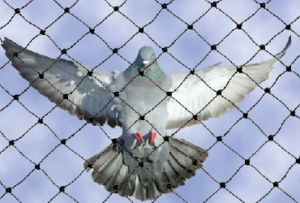 BIRD NETTING SERVICES